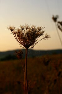 Abendstimmung nature lighting