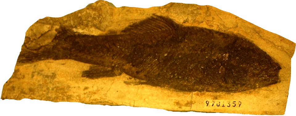 LucyprinusLinchiiensis-PaleozoologicalMuseumOfChina-May23-08