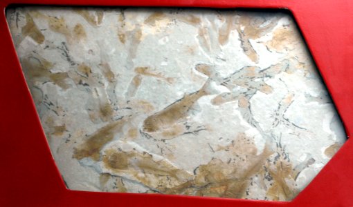 LycopteraDavidi-PaleozoologicalMuseumOfChina-May23-08