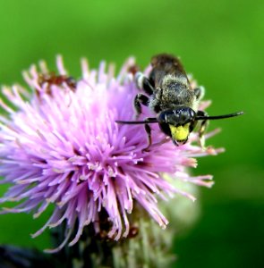 Macropis europaea3