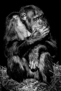 Primate monkey animal