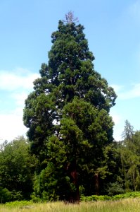 Mammutbaum Schotten, 7
