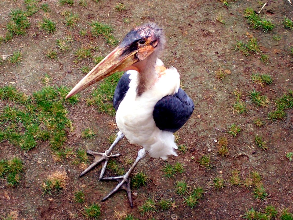 Marabu im Zoo Leipzig