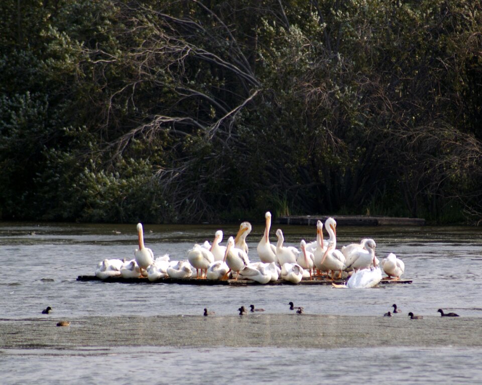Wetlands bird reserve
