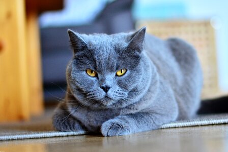 Pet portrait domestic cat
