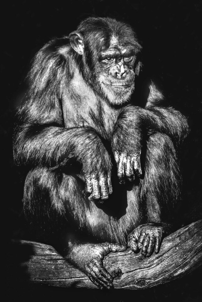 Ape adult chimpanzee