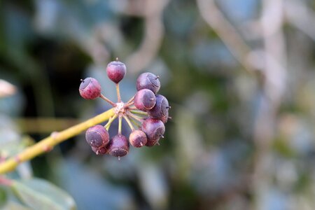 Outdoors garden ivy