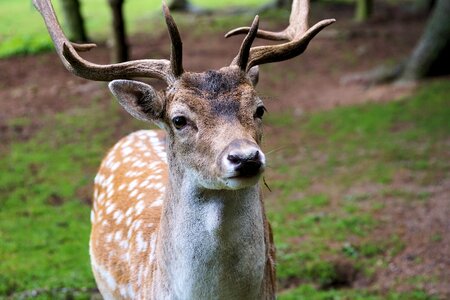 Animal wild forest