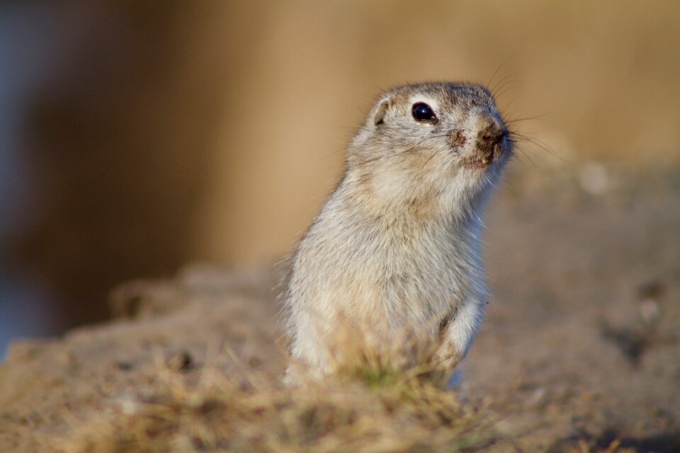 Prairie dog rodent squirrel
