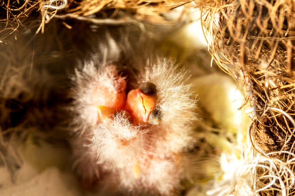 Freshly hatched fluff nest