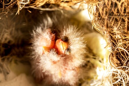 Freshly hatched fluff nest photo