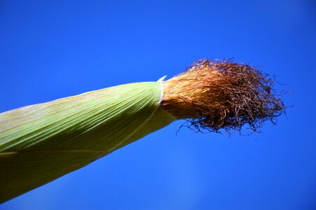 Corn on the cob hair corn hair food