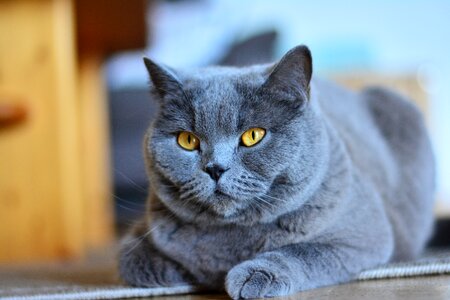 Pet portrait domestic cat
