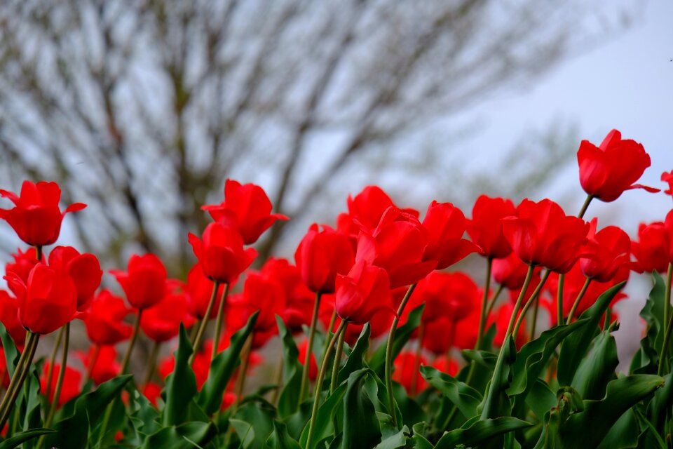 Tulip leaf garden