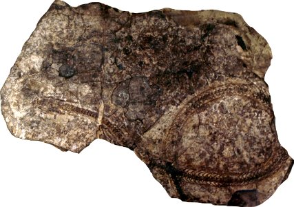 MionatrixDiatomus-PaleozoologicalMuseumOfChina-May23-08