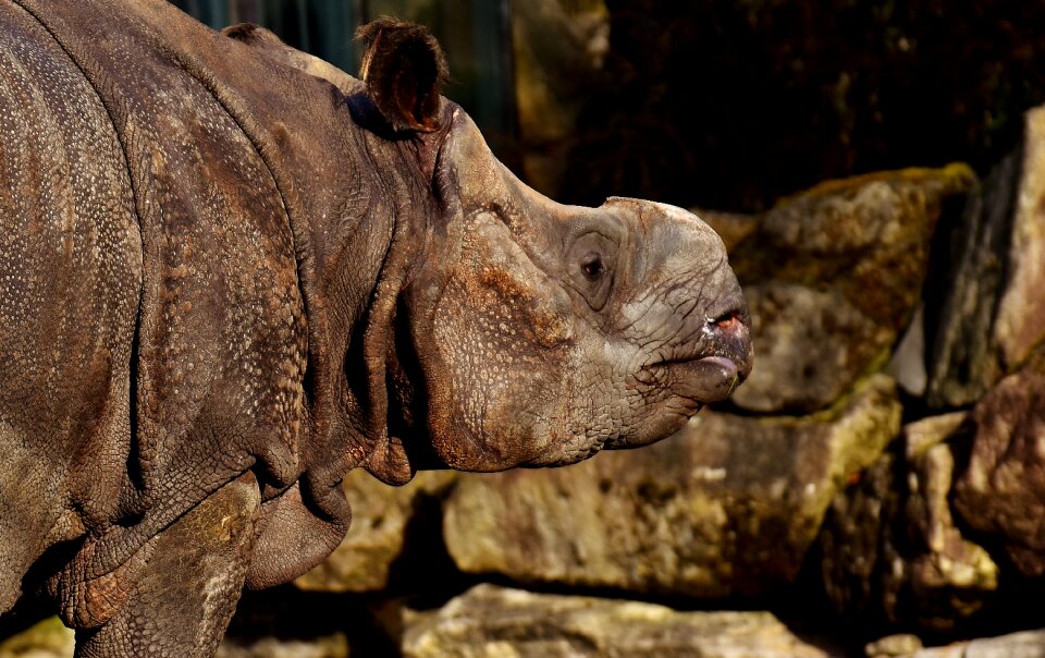 Pachyderm rhinoceros zoo