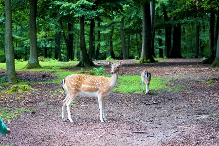 Forest nature scheu