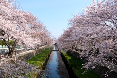 Cherry natural spring photo