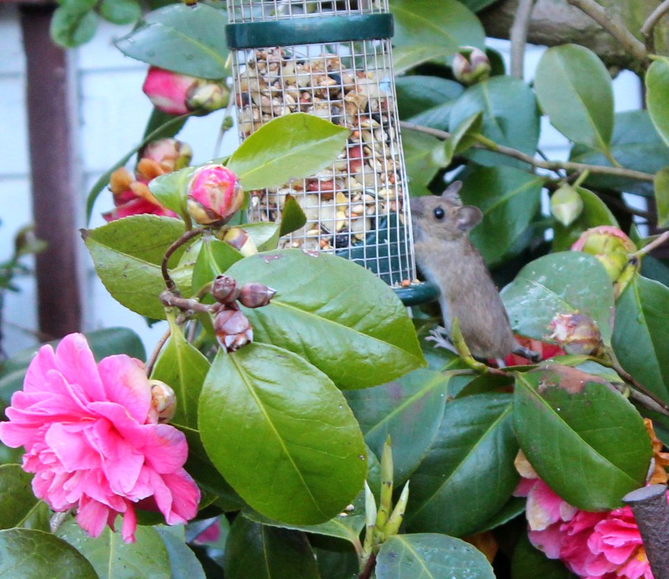 Mäuschen an Vogelfutter