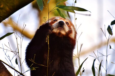 Ailurus fulgens predator mammal
