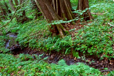 Mühlenbach