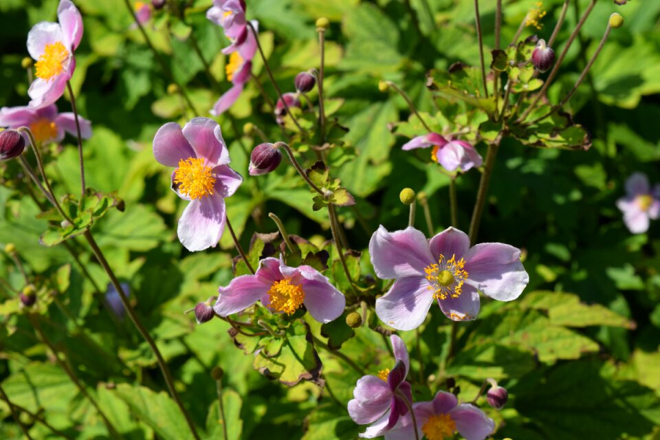 Botany garden summer
