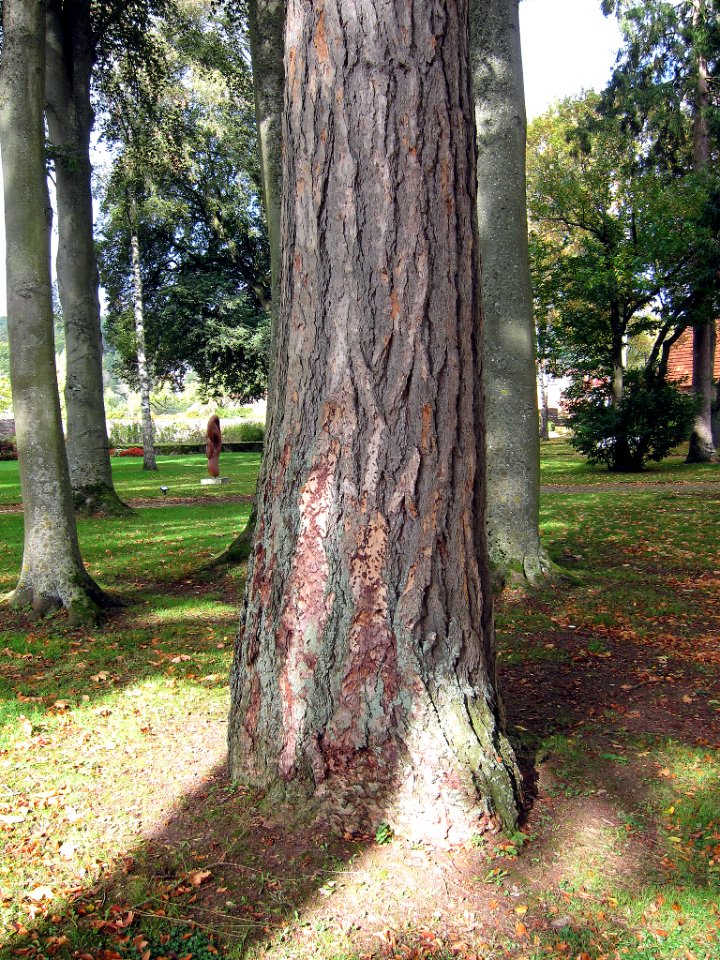 Nadelbaum, 2