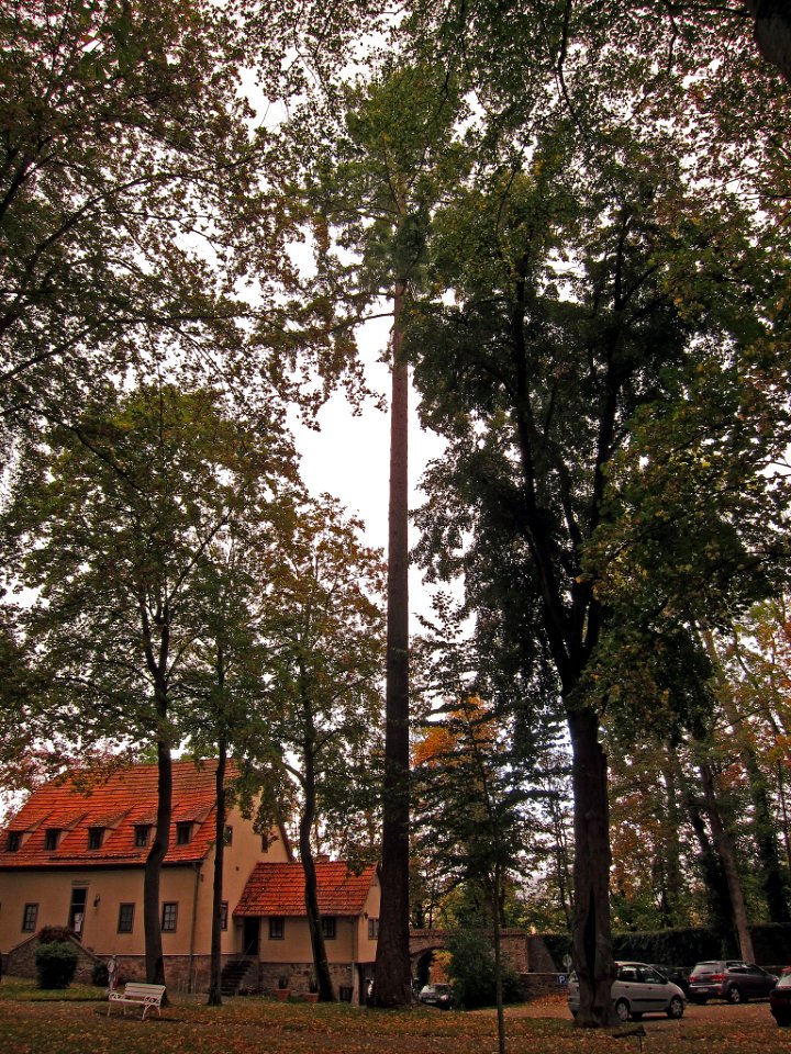 Nadelbaum, 3a