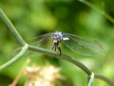 Eyes compounds orthetrum coerulescens greenery photo