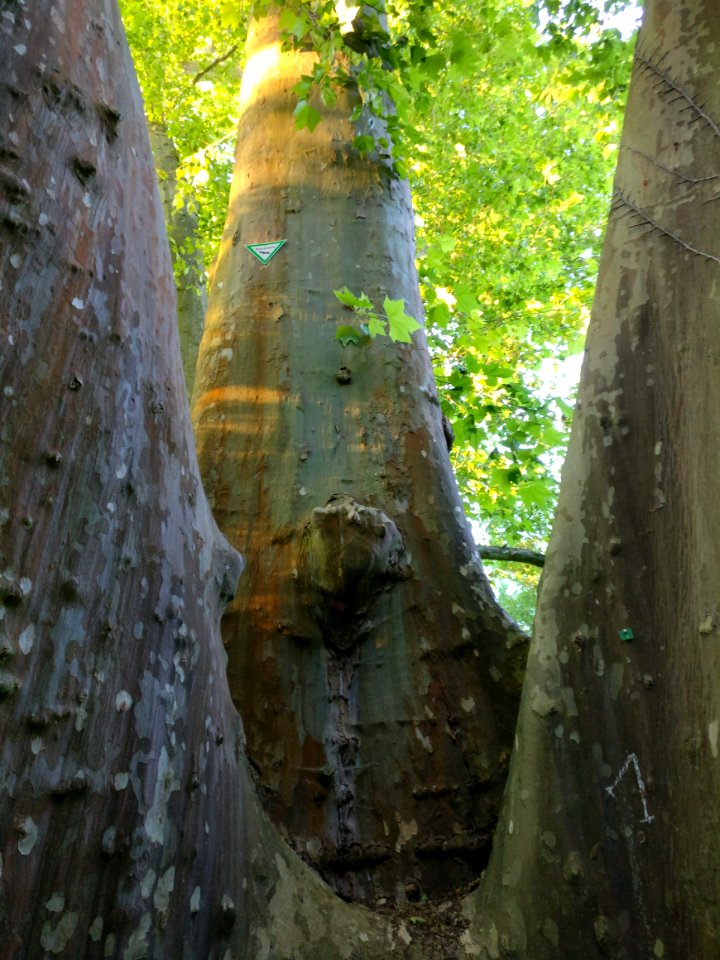 Naturdenkmal Schöneck