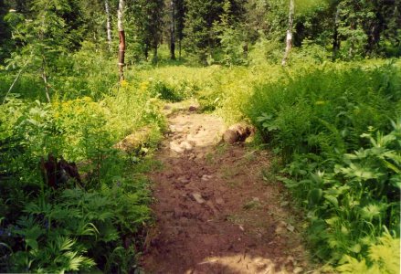 Nature Zuby 4