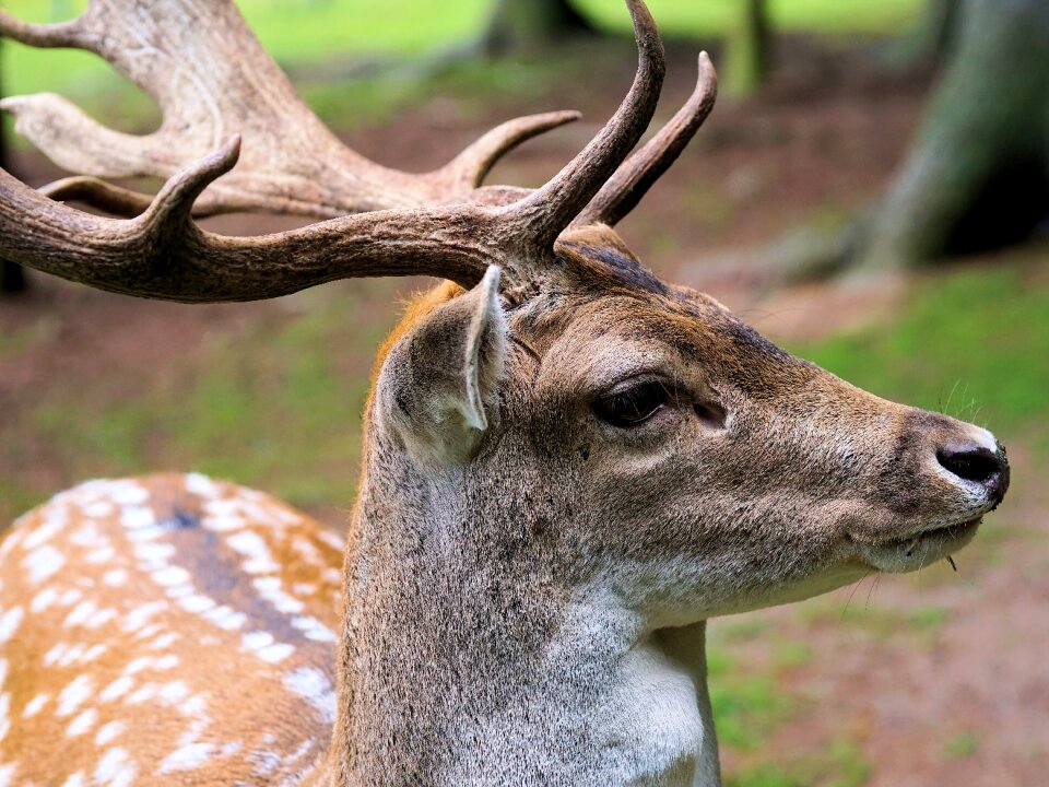 Red deer animal wild