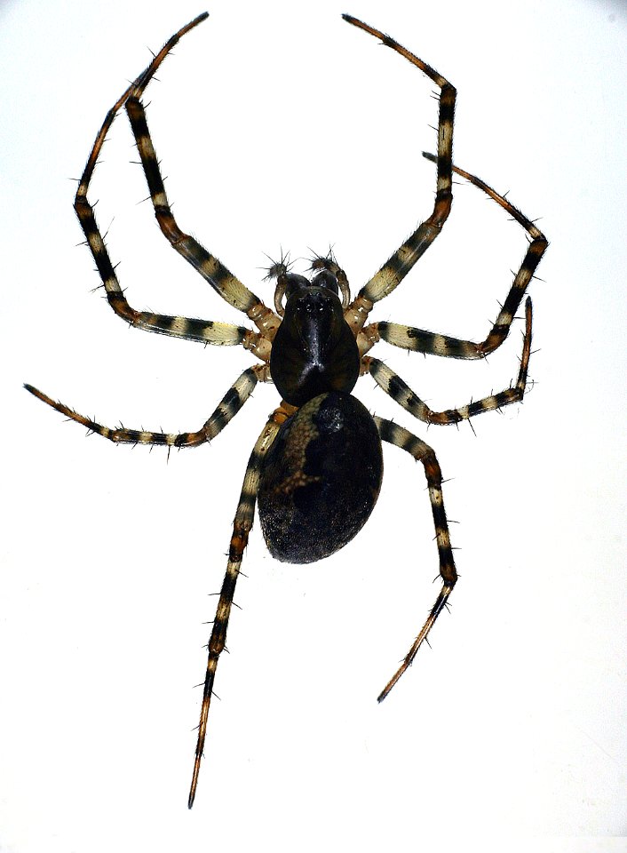 Neriene montana