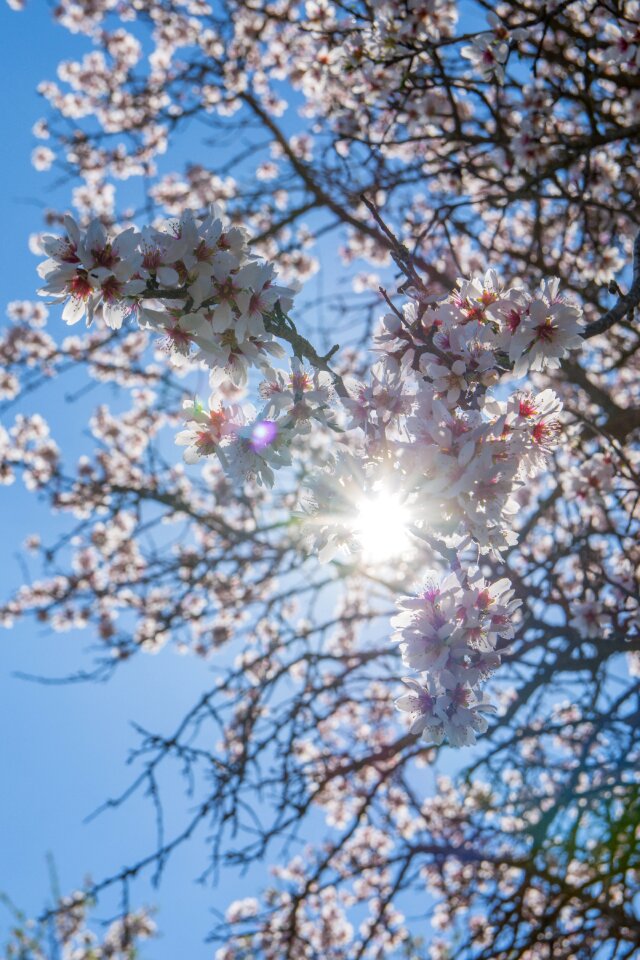 Spain almond tree almond