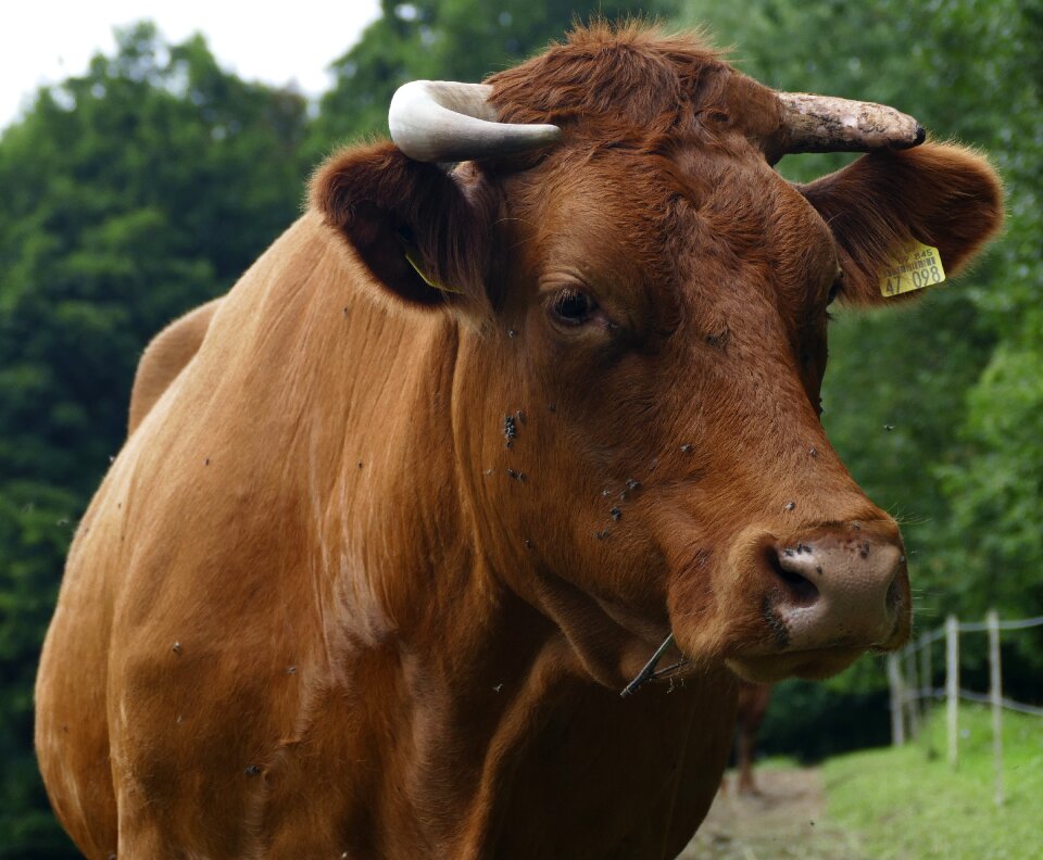 Pasture agriculture dairy farming