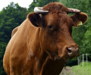 Pasture agriculture dairy farming photo