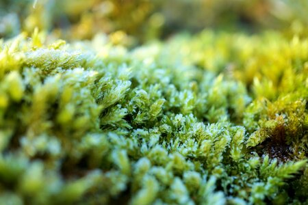 Plant leaf growth photo