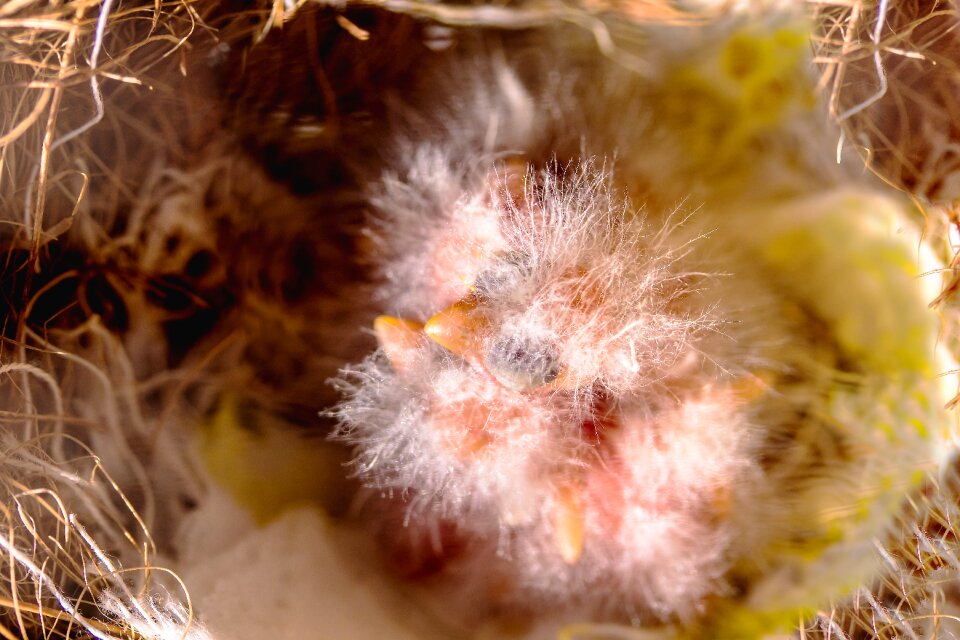 Freshly hatched fluff eyes closed