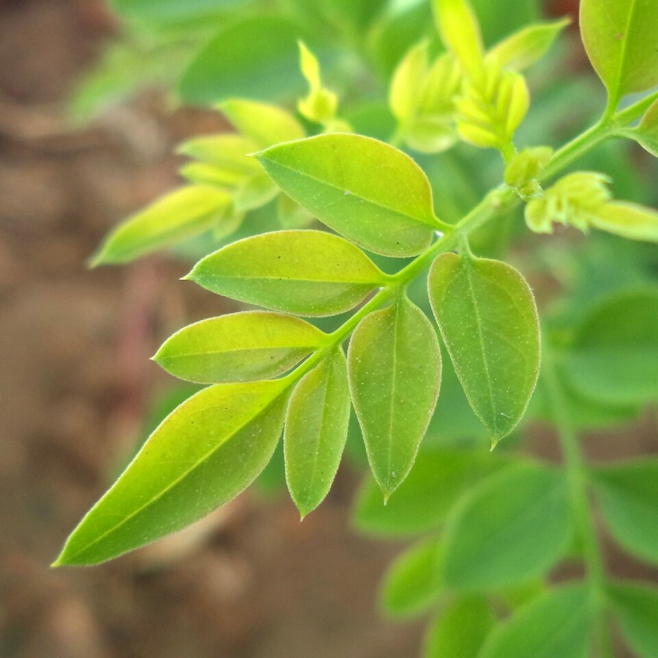 Jasmine leaves plant
