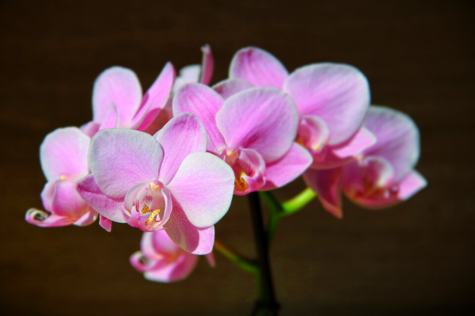Orchids blossom bloom