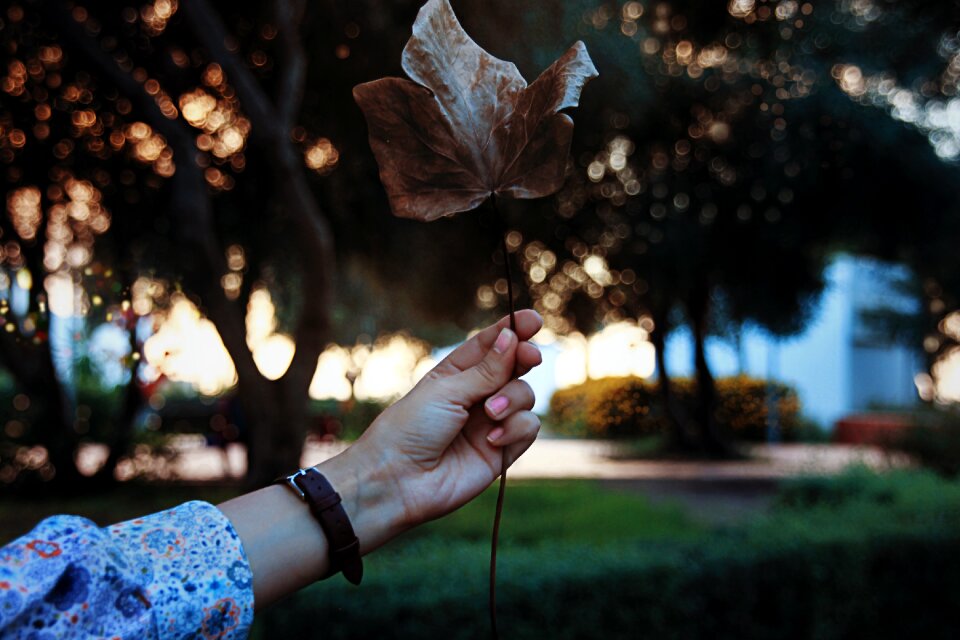 Watch tree plant