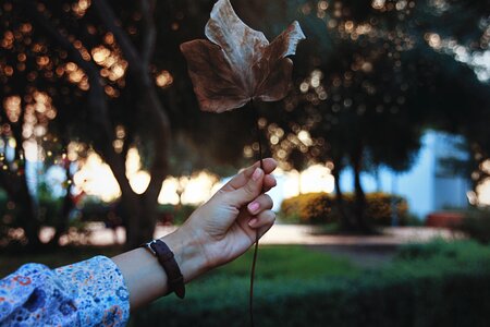 Watch tree plant