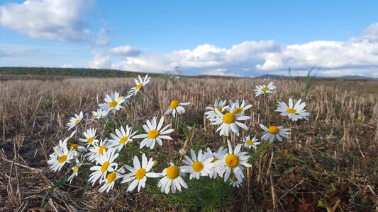 Meadow plant summer