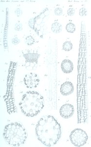 Annales des Sciences Naturelles Botaniques (17784736254)