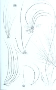 Annales des Sciences Naturelles Botaniques (17786701973)