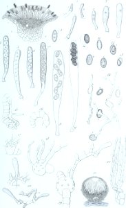 Annales des Sciences Naturelles Botaniques (18219530938)