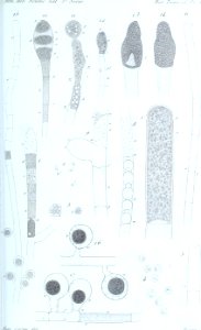 Annales des Sciences Naturelles Botaniques (18219642690)