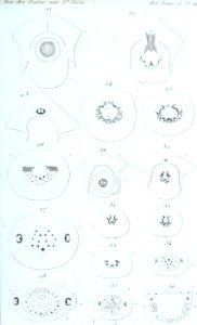 Annales des Sciences Naturelles Botaniques (18380994856)