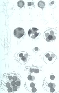 Annales des Sciences Naturelles Botaniques (17784692344)