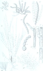 Annales des Sciences Naturelles Botaniques (17784734024)